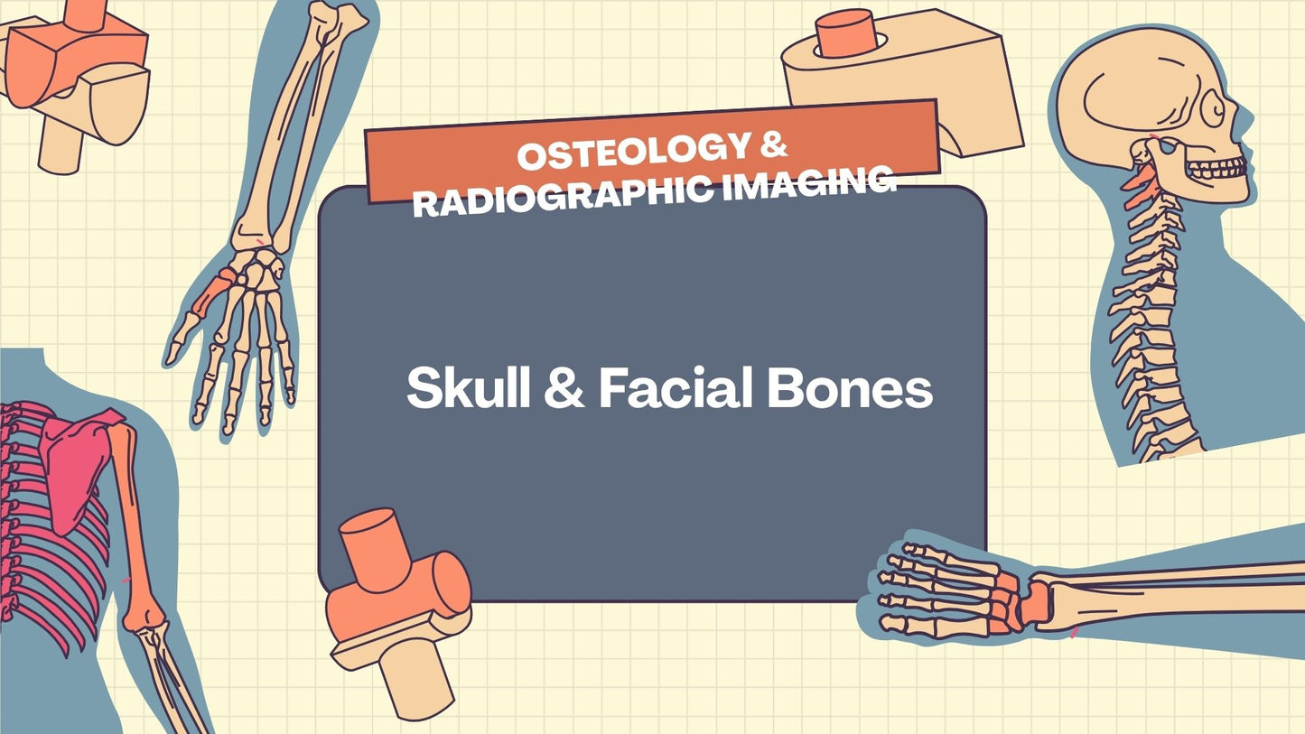 Skull & Facial Bones Osteology