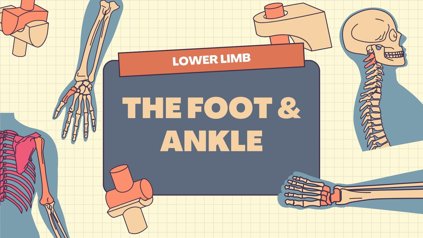 The Foot , Toes & Ankle : Radiographic Technique