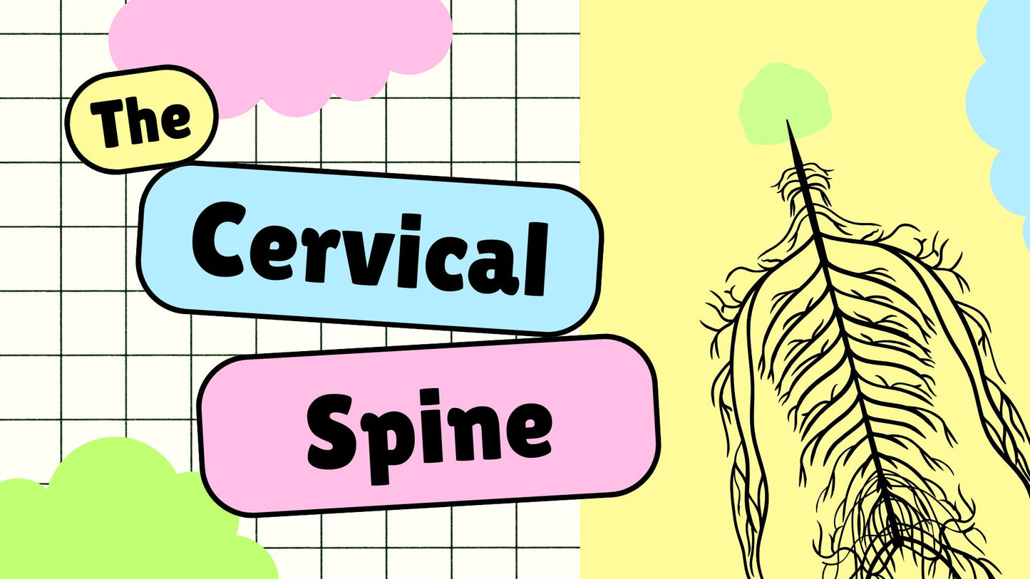 The Cervical Spine Osteology & Radiographic Technique