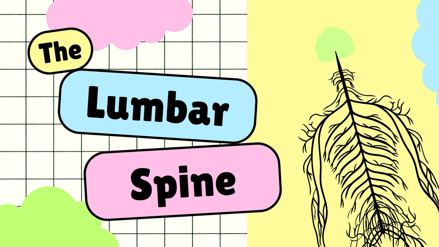 The Lumbar & Thoracic Spine Osteology & Radiographic Technique