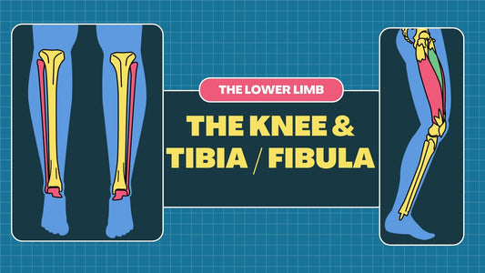 Tibia - Fibula & Knee : Osteology & Radiographic Technique