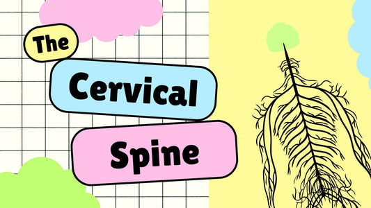 The Cervical Spine Osteology & Radiographic Technique