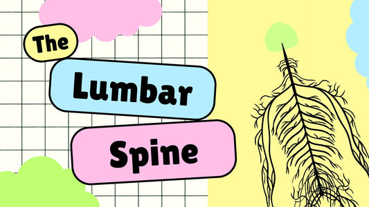 The Lumbar & Thoracic Spine Osteology & Radiographic Technique