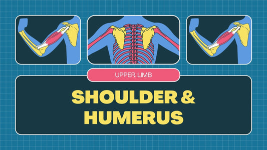 Shoulder & Humerus : Radiographic Technique
