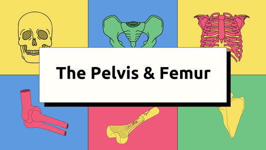 The Pelvis & Femur : Osteology & Radiographic Technique
